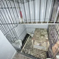 تخم عروس هلندی البینو.جفت مرغ عشق دوعروس هلندی نر