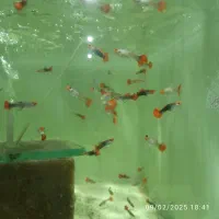 خرید آنلاین ماهی زینتی برکه گلبهار ارسال رایگان|ماهی|گلبهار, شهر جدید گلبهار|دیوار