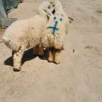 یک راس بره نر یک راس ماده شیرازی