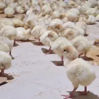 جوجه بوقلمون ۱ روزه زرین