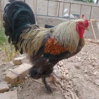 برهما مولد