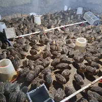 بلدرچین|حیوانات مزرعه|بابل, |دیوار