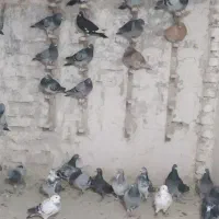 کبوتر پلاکی بوم