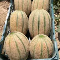 قبول انواع سفارش میوه وتره بار|خدمات پذیرایی، مراسم|کرمان, |دیوار