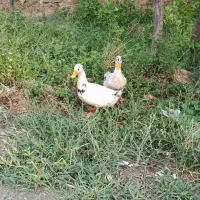 اردک|حیوانات مزرعه|شباب, |دیوار