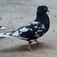 کفتر یا کبوتر غره پلنگ