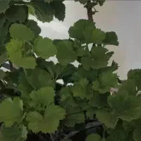 گلدان شمعدانی و برگ انجیری