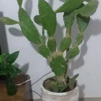 گل کاکتوس با گلدان