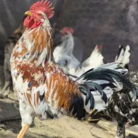 مرغ خروس