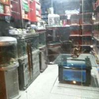 ماهیان زینتی آنجل|ماهی|بندر امام خمینی, |دیوار