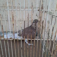 کبوتر|پرنده|شیراز, سایت اداری|دیوار