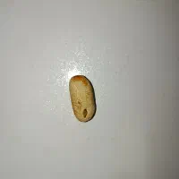 مهره قدیمی|بدلیجات|شوشتر, |دیوار