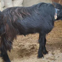 کره نر چاق سالم سرحال  (تخفیف خوب پای معامله)