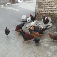 خروس|حیوانات مزرعه|طرقبه, |دیوار