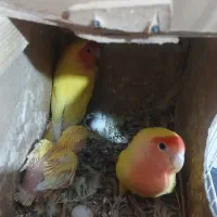 یک جفت کوتوله