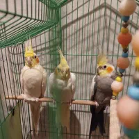 عروس هلندی نر و ماده|پرنده|بندر انزلی, جزیره|دیوار