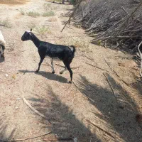 بز بربری دوقلو زا