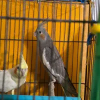 عروس هلندی|پرنده|رشت, پارک شهر|دیوار