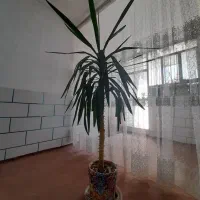 گل طبیعی یوکا|گل و گیاه طبیعی|شاهرود, |دیوار