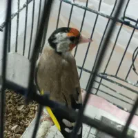 سهره ماده جوجه قفس