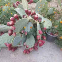 میوه کاکتوس