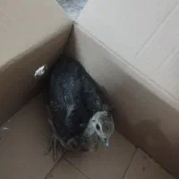 جوجه طاووس