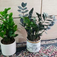 تعدادی گل