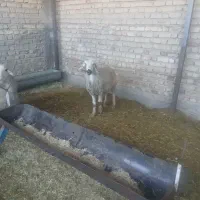 میش وبره|حیوانات مزرعه|مرودشت, زنگی آباد|دیوار