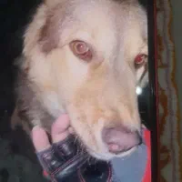 توله افغان ۷ ماهه ماده