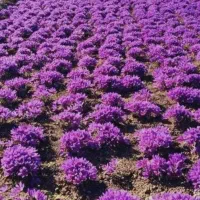 اجاره-زمین-کشاورزی-با-وام10میلیاردی-اشتغال-زایی