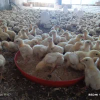 جوجه گوشتی 4 روزه نژاد راس