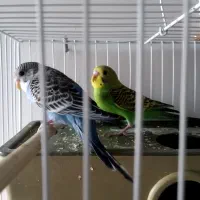 مرغ عشق پنج ماهه سبز وآبی