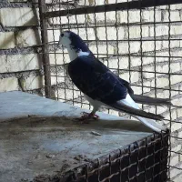 کبوتر دمگیر زری