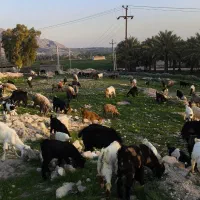 انواع بز|حیوانات مزرعه|بهبهان, |دیوار