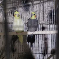 طوطی عروس مولد|پرنده|چغادک, |دیوار