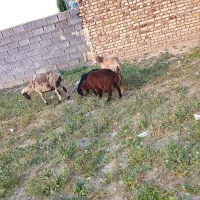 دوعدد میش زاییده