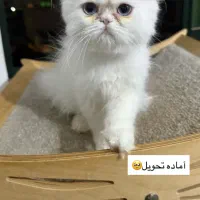 پرشین و اسکلاتیش و بریتیش|گربه|ساری, |دیوار