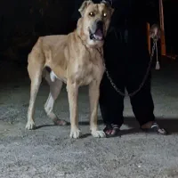 واگذاری سگ سرابی اصیل سنقر