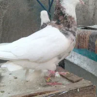 کفتر|پرنده|تهران, شوش (باغ آذری)|دیوار