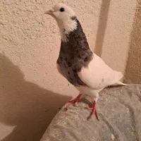 تعدادیکبوتر