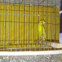 پرنده|پرنده|بندر امام خمینی, |دیوار