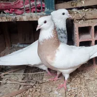 جفت طوقی کرمانشاهی  نامبروان آدرس  بستک