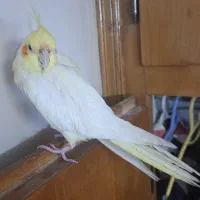 گمشده. عروس هلندی