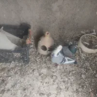 توقی سینه ای،اصفهانی ،ابلغ سبز زیبا|پرنده|مهریز, |دیوار