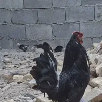 خروس سیاه