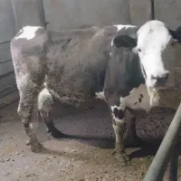 گاو و گوساله ۳ماهه