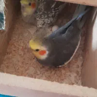 هشت عدد عروس هلندی ماده ونر سالم و سرحال|پرنده|رامسر, |دیوار