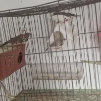 فنچ، مرغ عشق|پرنده|مهر, |دیوار