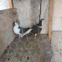 دمگیر