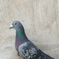 ده عدد کبوتر پلاکی وکاشونی